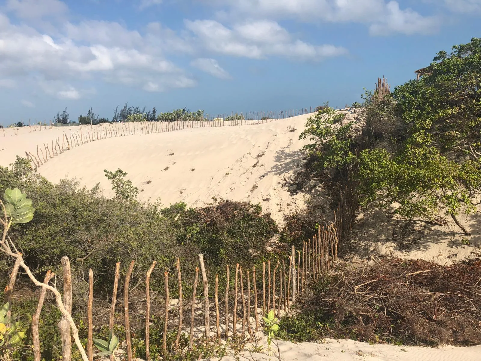 The dune and the neighbourhood seen from the plot